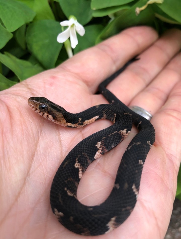 Broad-banded Water Snake